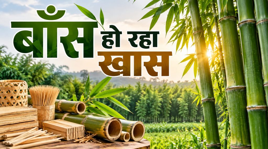 बाँस हो रहा खास 
