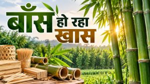 बाँस हो रहा खास