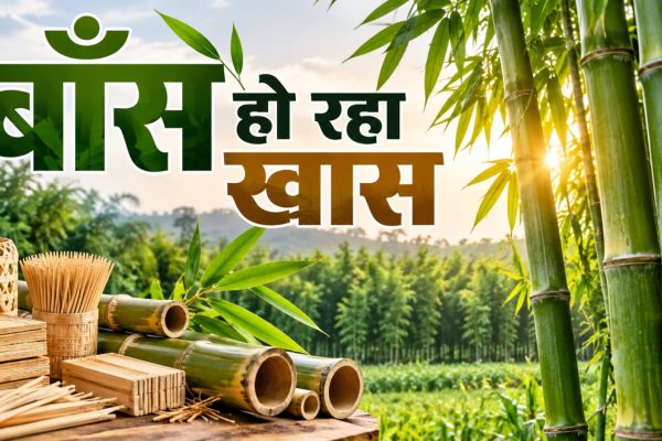 बाँस हो रहा खास